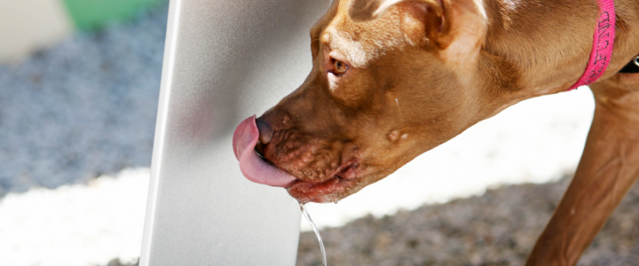 El Perro Que Abraza A Su Dueo Se Vuelve Viral Tropicana Bogot