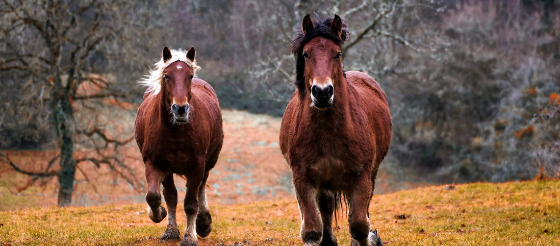 caballos