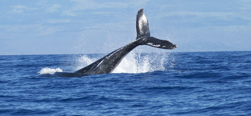 ballena azul