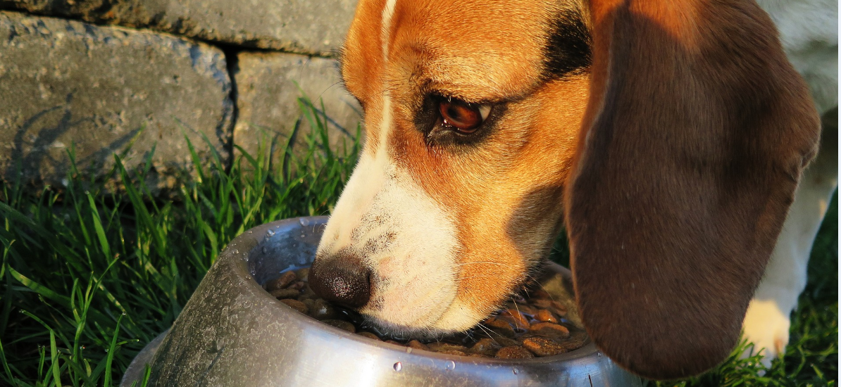 beagle perro comida