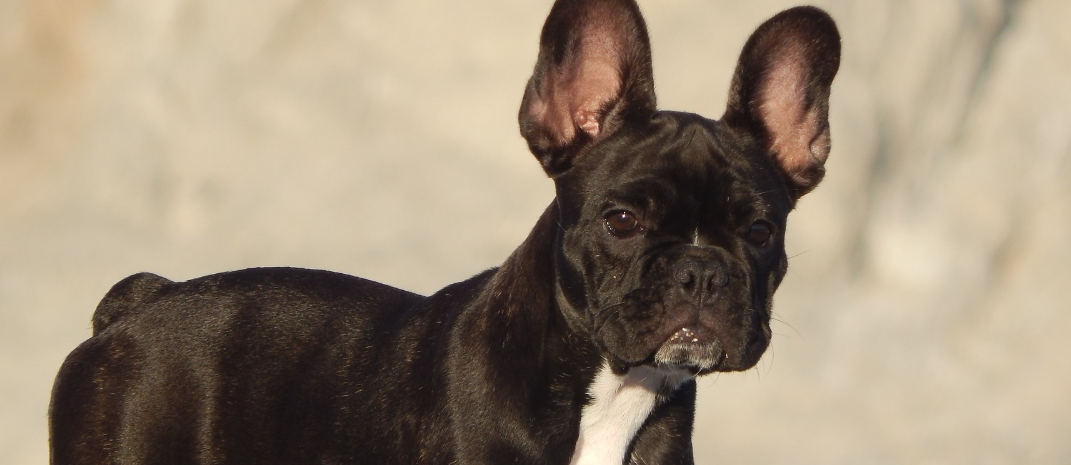 perro defiende casa osos