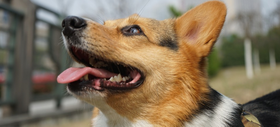 perro lanzado avión