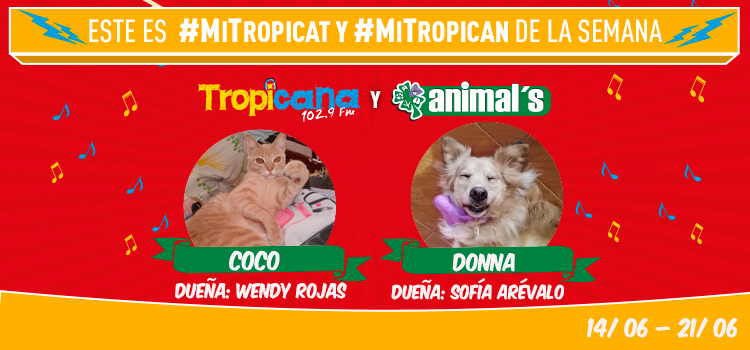 nota-tropican-cat-marco1