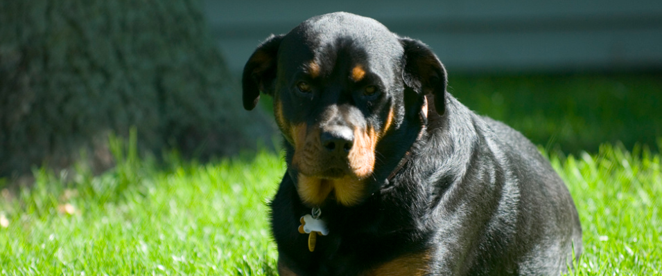 Rottweiller