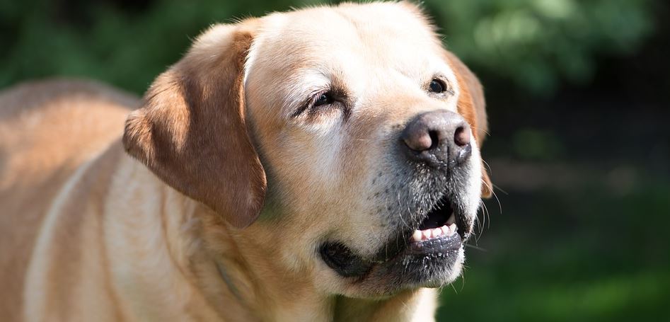 perro anciano viejo jubilado