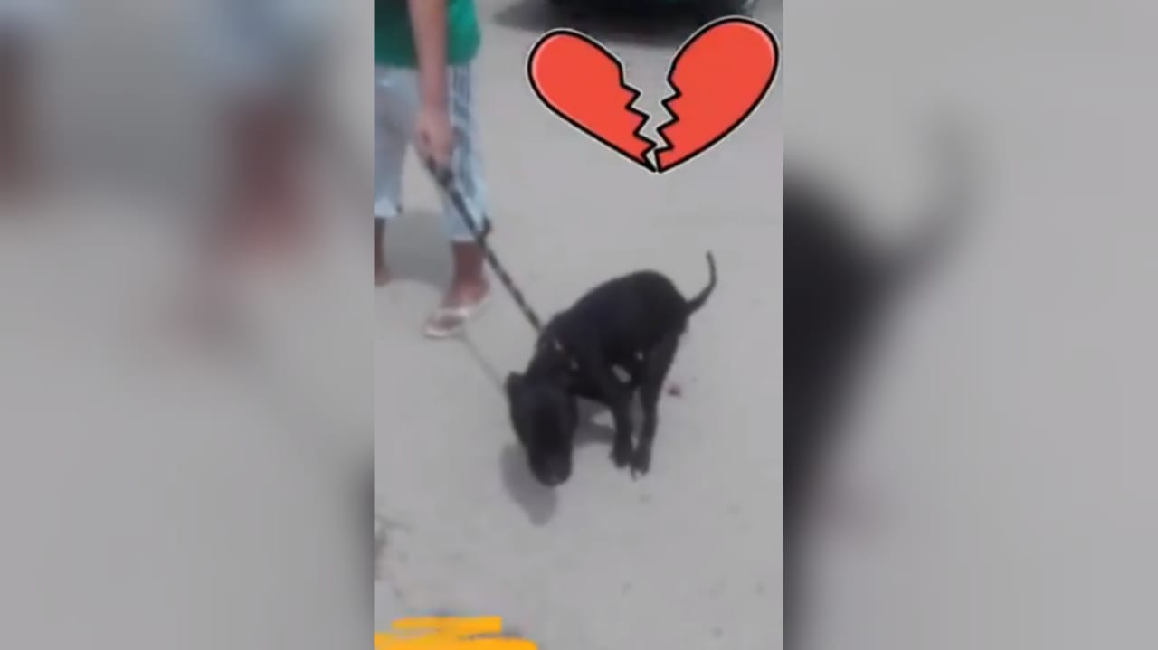 Abusan sexualmente a perrita pitbull