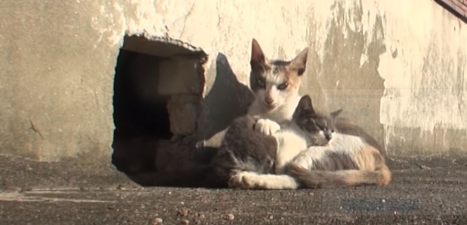 Gata cuida de su bebé discapacitado y conmueve a todo internet