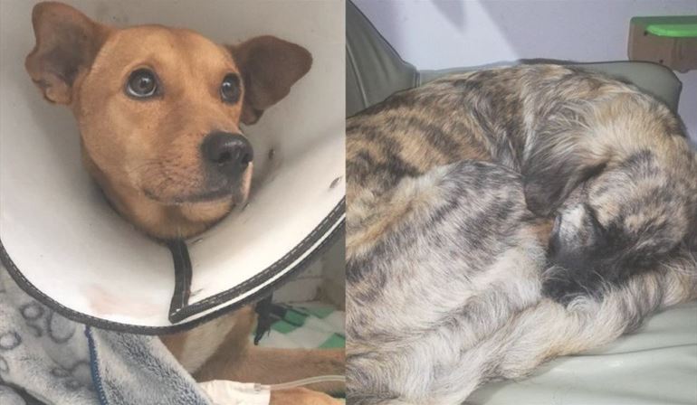 ¡Espantoso! Dos perritos fueron abusados sexualmente en Risaralda