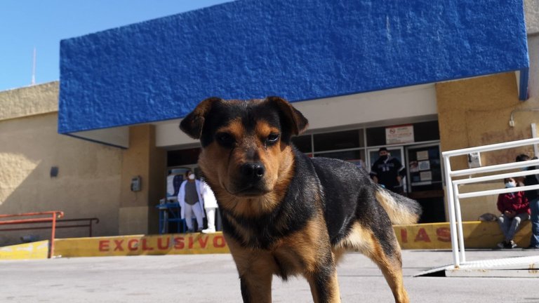 Perro sigue a la espera de encontrar a su dueño aunque ya haya muerto