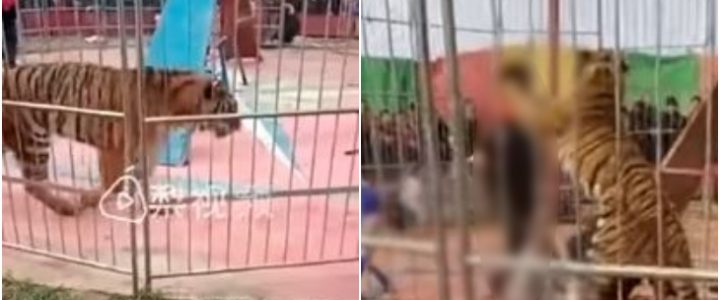 Impactante Video De Un Tigre De Circo Que Ataca A Su Domador En Pleno