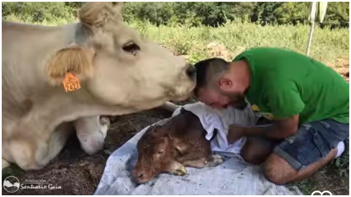 070322 Vaca embarazada besó a hombre que la salvó _ Foto_ captura video @ ismaeldobarganes