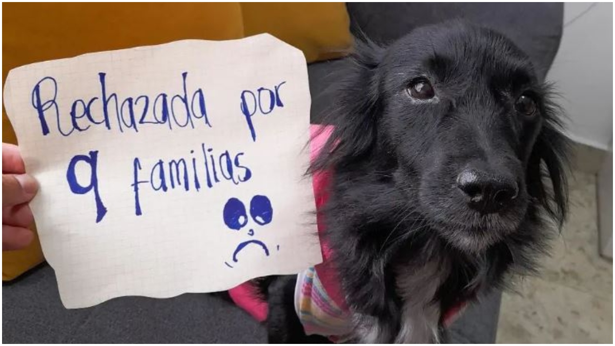 Perrita que ha sido rechazada _ Foto_ Instagram rescates especiales