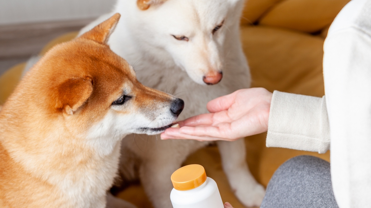 Tips para darle medicamentos a tu gato o perro, según especialista