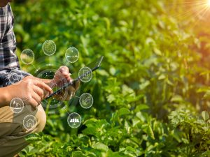 Hands,Of,Farmer,,Agriculture,Technology,Farmer,Man,Using,Tablet,Modern