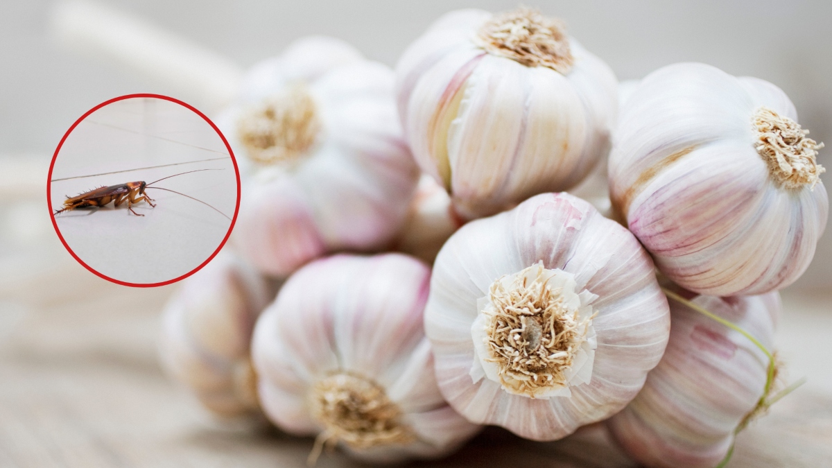 Truco del ajo para eliminar las cucarachas. (Vía Getty Images)