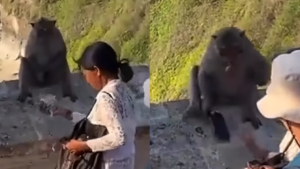 Mujer rescata celular robado por mono ofreciéndole fruta a cambio y causa  impacto en redes (video), Entretenimiento Cultura Pop