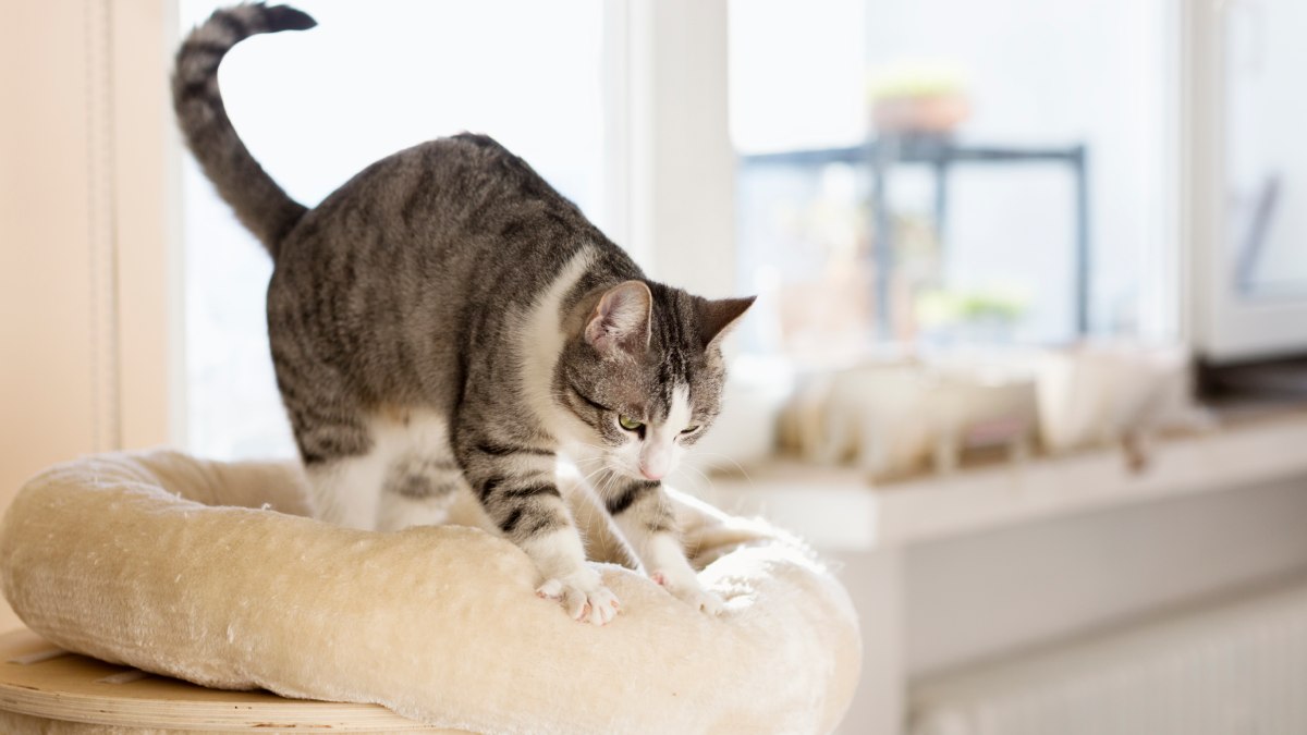 Crédito: Getty Images / ¿Por qué los gatos amasan?