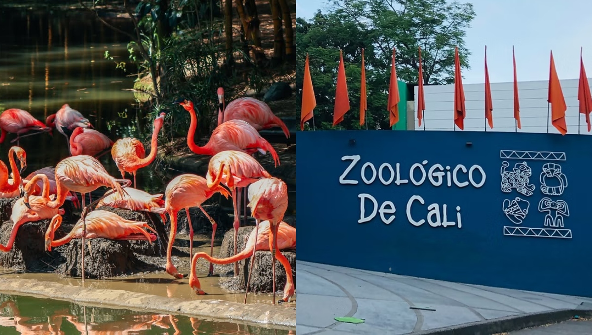 Dragones de Komodo y más animales en el zoológico de Cali: cómo llegar, precio y recorrido