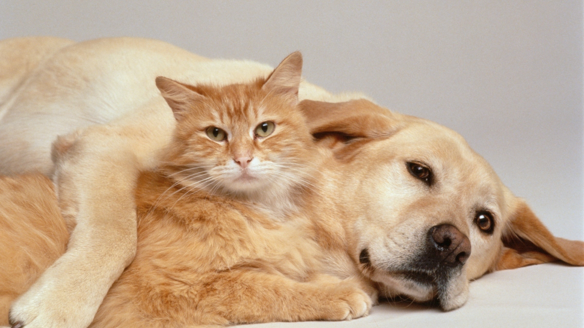 Esterilización en Bogotá, gato y perro (Getty Images)